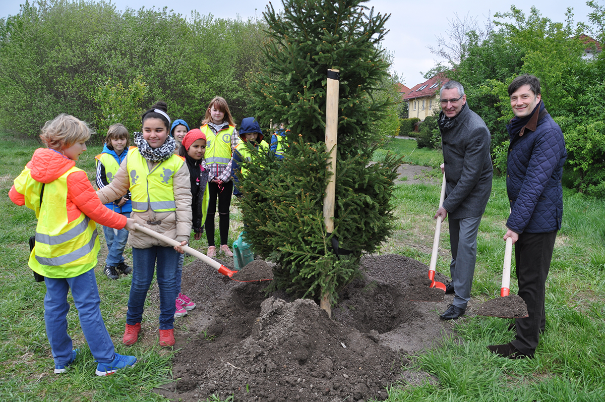 Baum des Jahres 2017: Fichte im Bürgerpark Paunsdorf gepflanzt
